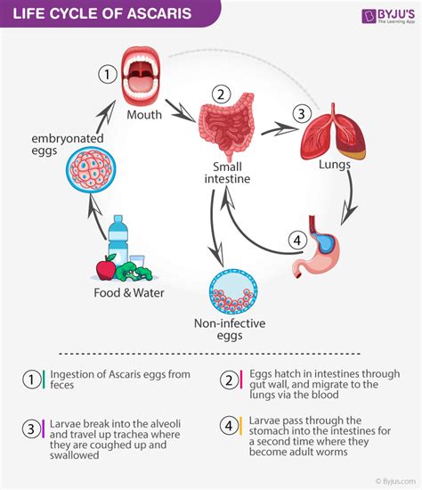 Ascaris Life Cycle Diagram