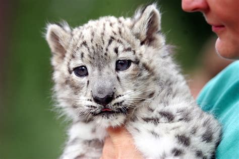 The Scoop: Meet Emba, a Baby Snow Leopard! | POPSUGAR Pets