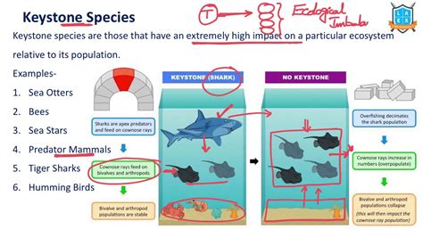 What Is A Keystone Species? Example, 44% OFF