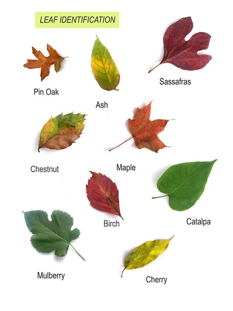 Free Printable Leaf Identification Chart