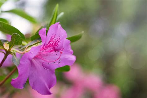 Sending Love Or Death Threats? The True Azalea Flower Meaning!