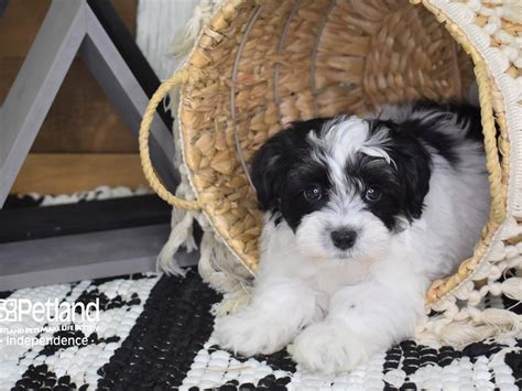 Malti-Poo-DOG-Male-Black and White-3117687-Petland Independence, Missouri