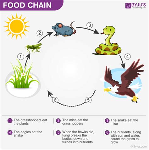 Energy Flow in Ecosystem- Food Chain,Food Web and Energy Pyramids