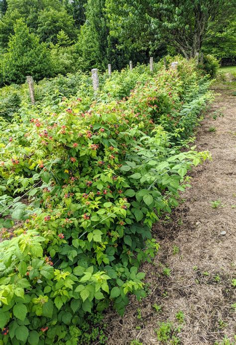 Caring for the Raspberry Bushes - The Martha Stewart Blog