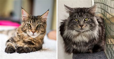 Maine Coon Tabby Mix: Everything You Need To Know - MaineCoon.org