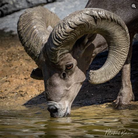 Webinar and Educational Materials Recordings - National Bighorn Sheep Center