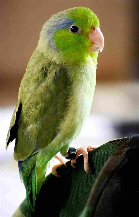 A List of 5 Types of Small Parrots