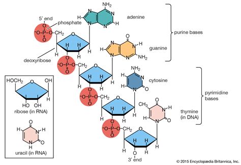 genetics - Double stranded RNA Single stranded DNA - Biology Stack Exchange