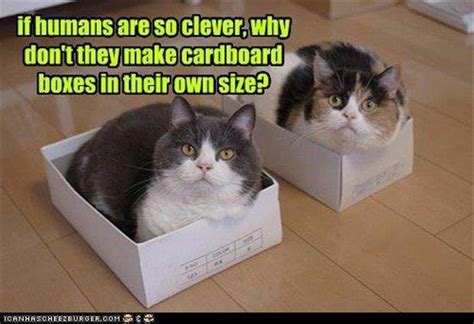 From Kittens To Lions, All Cats Love Cardboard Boxes - 30 Pics