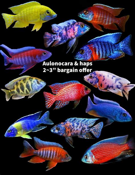 Six X Malawi Cichlids Assorted Haps & Peacocks 6-7 Cm Young Adults X 6 🔥 🔥 | eBay