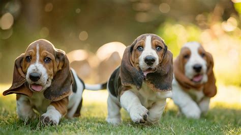 Basset Hound Puppies: The Ultimate Guide for New Dog Owners | The Dog People by Rover.com