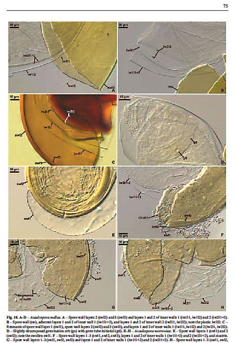 Glomeromycota-monograph / Glomeromycota-monograph-6.jpg