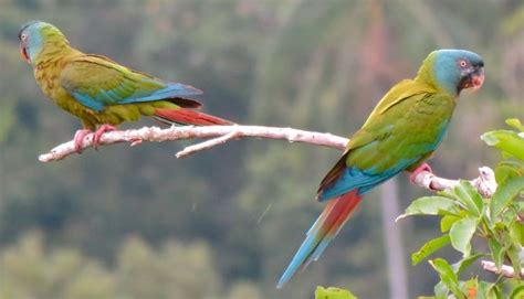 Blue-headed Macaw - BirdForum Opus | BirdForum