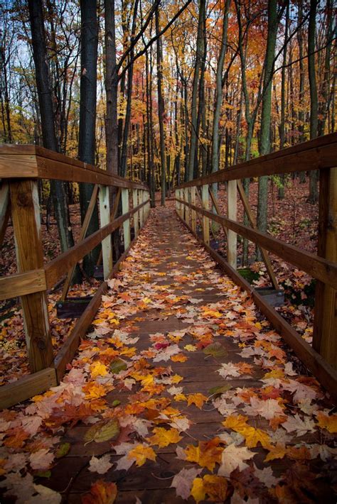 Wallpaper Autumn Bridge