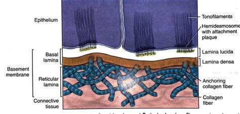 Basement membrane Diagram | Quizlet