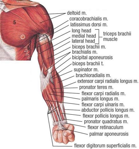 Arm Muscle Diagram Arm Muscles Diagrams Diagram Link Human Muscle ...