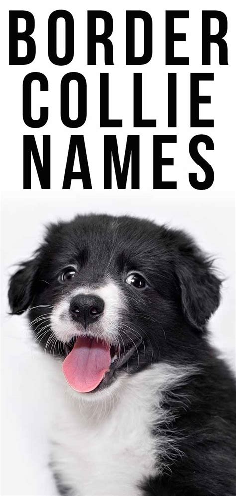 Border Collie Names - 350 Ideas Perfect For Clever Collies