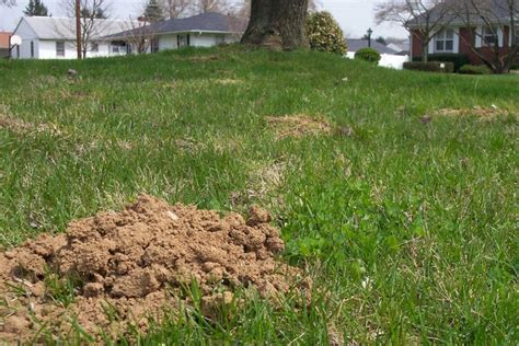 How to Repair Lawn Damage Caused by Moles - Tips and Tricks