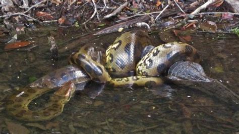 Giant Anaconda Attacks and Devours Croc | anaconda, crocodile | 🐍🐊 A giant anaconda captures an ...