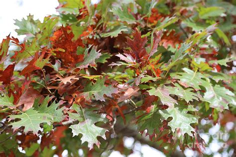 Autumn Oak Leaves Close Up Photograph by Carol Groenen - Fine Art America