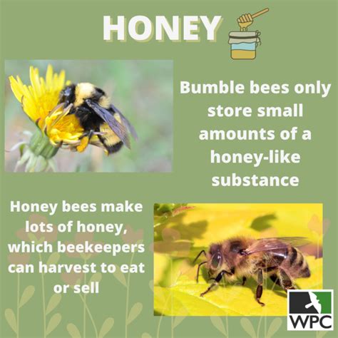 What Is The Difference Between Bumble Bees And Honey Bees - HONEYSJ