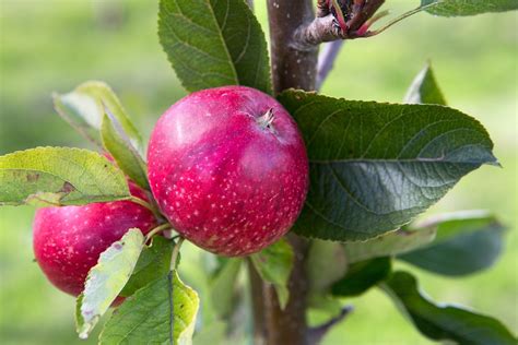 Best Apple Varieties to Grow - BBC Gardeners World Magazine