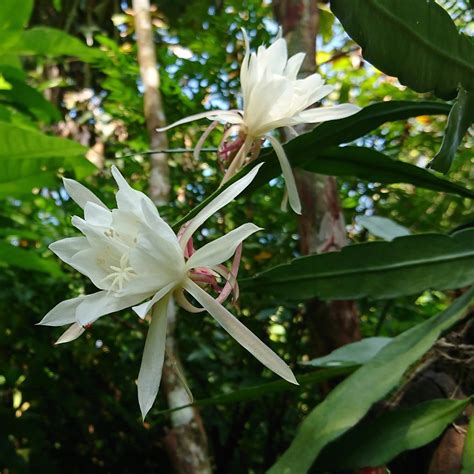 Epiphyllum Oxypetalum - Night Blooming Orchid Cactus – Easy To Grow Bulbs