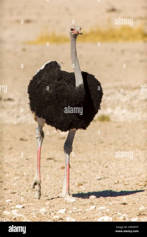 Ostrich, the biggest bird in the world, Etosha National Park, Namibia Stock Photo - Alamy