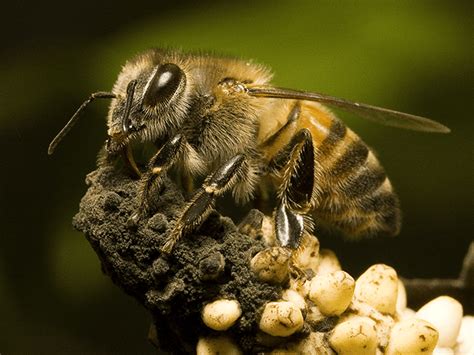 Arizona's Complete Guide To Africanized Honey Bees