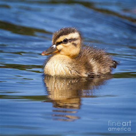 Baby duck swimming Photograph by Stephanie Hayes - Pixels