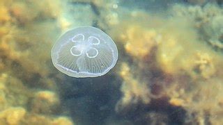 Moon Jellyfish | Habitat & Life Cycle | Study.com