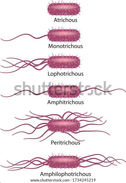 107 Bacterial Flagella Types Royalty-Free Images, Stock Photos & Pictures | Shutterstock