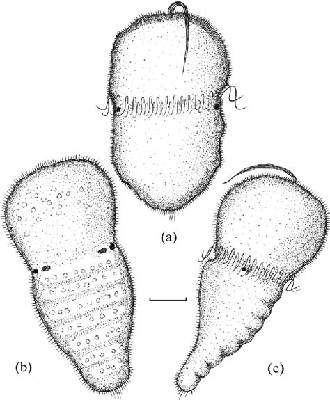 Chiton Anatomy - Anatomical Charts & Posters