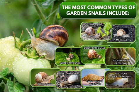 15 Most Common Types Of Garden Snails [& How To Identify Them]