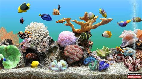 Free aquarium screensaver for windows 8 - rexpooter