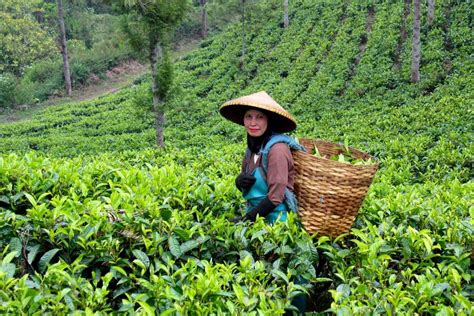 Tea Gardens in Munnar - TATA Tea Museum - Holidify