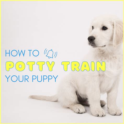 How Do You Train A Dog To Go Poop Outside