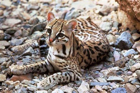 Ocelot Habitat: Where Do Ocelots Live? (Their Natural Range)