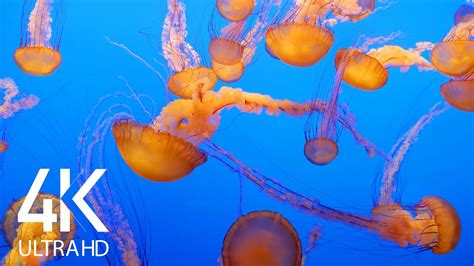 8 HOURS Relaxing Dance of Jellyfish - 4K Aquarium Screensaver with Ambient Music - YouTube