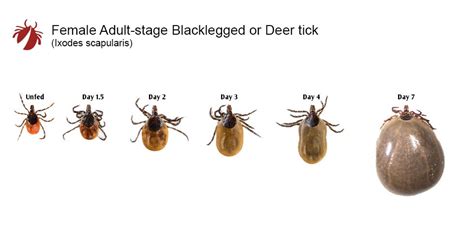 Tick Growth Comparison Charts – TickEncounter