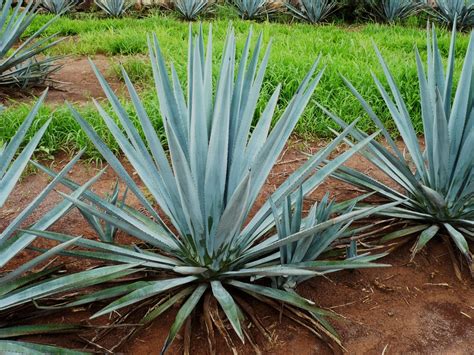 Ideas, Inventions And Innovations : Fructans From Agave Plant May Protect Against Osteoporosis ...