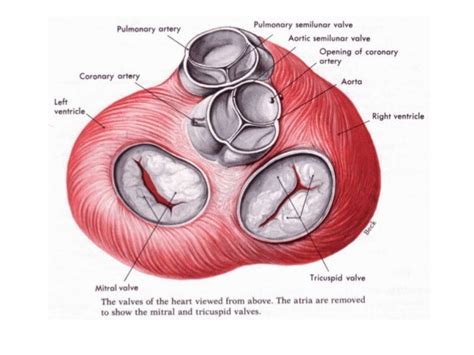 Mitral valve anatomy - ppt by kunwar sidharth