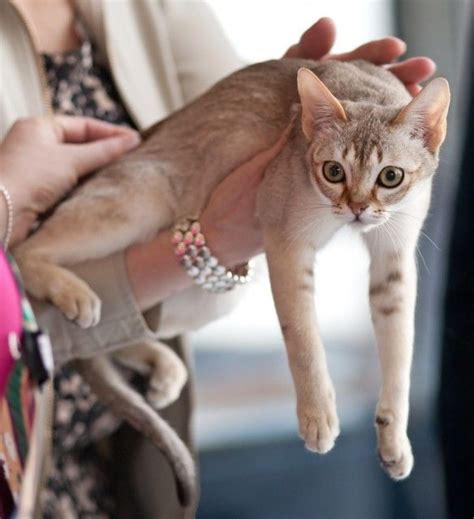 Very relaxed Singapura the worlds smallest recognized breed of domestic cat | Singapura cat, Cat ...