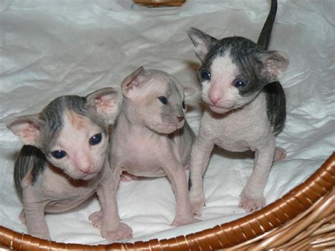 Donskoy or Don Sphynx kittens photo and wallpaper. Beautiful Donskoy or Don Sphynx kittens pictures