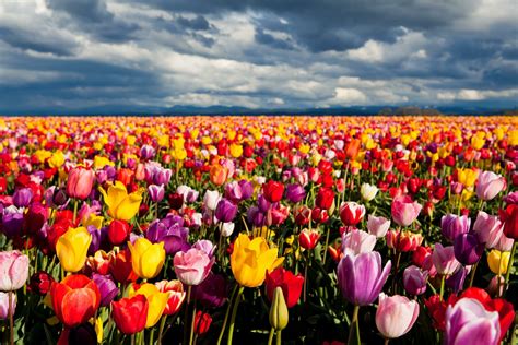 Colorful Tulip Field - 4K Ultra HD Wallpaper