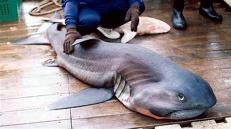 Megamouth Shark Teeth