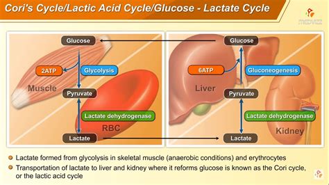 Exemplary Tips About How To Help Lactic Acid Build Up - Strangertourist2