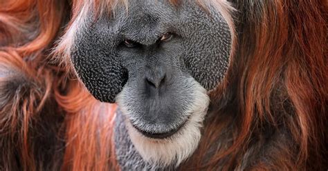 Creepy Fact: Orangutans Can Use 'Hitmen' | Male orangutan, Orangutan, Cute animal quotes