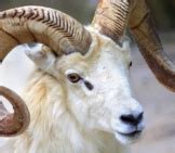 Bighorn Sheep - Description, Habitat, Image, Diet, and Interesting Facts