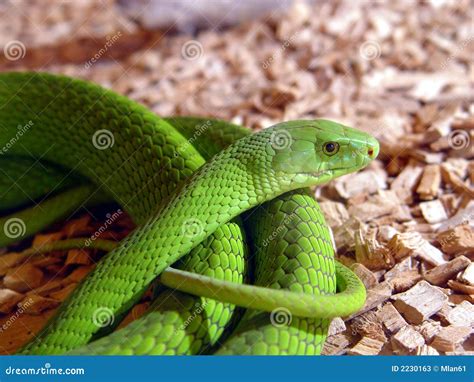 Green mamba snake stock image. Image of african, serpentes - 2230163